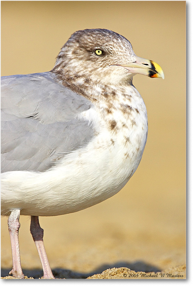 HerringGull_Assateague-wll_2005Oct_Y2F5574 copy