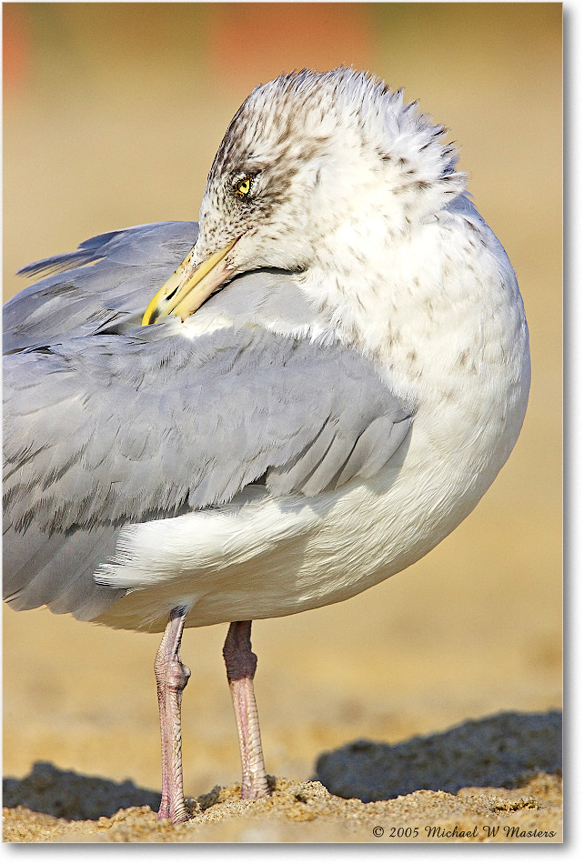 HerringGull_Assateague-wll_2005Oct_Y2F5637 copy