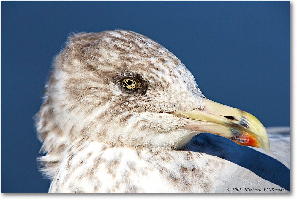 HerringGull_Chincoteague-wll_2005Oct_E0K4357 copy