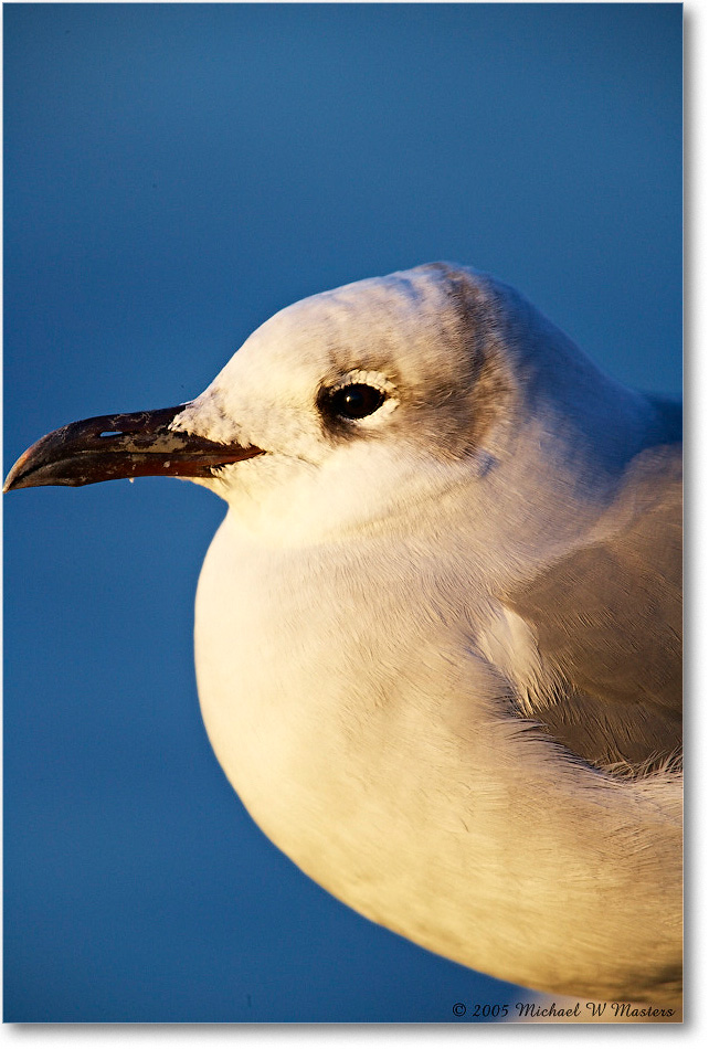 LaughingGull_Assateague_2005Oct_E0K4208 copy