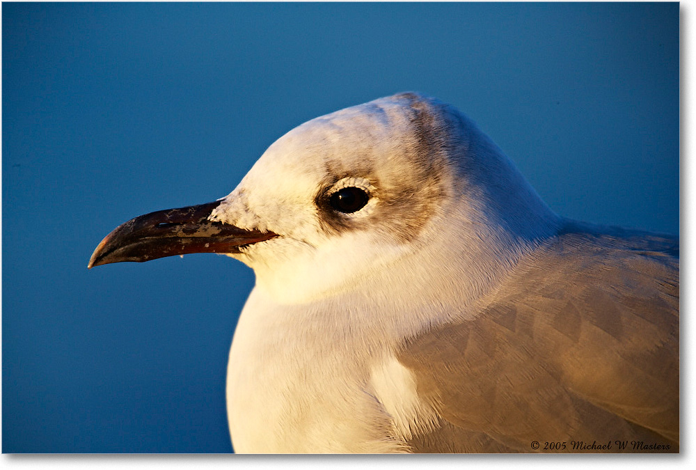 LaughingGull_Assateague_2005Oct_E0K4218 copy