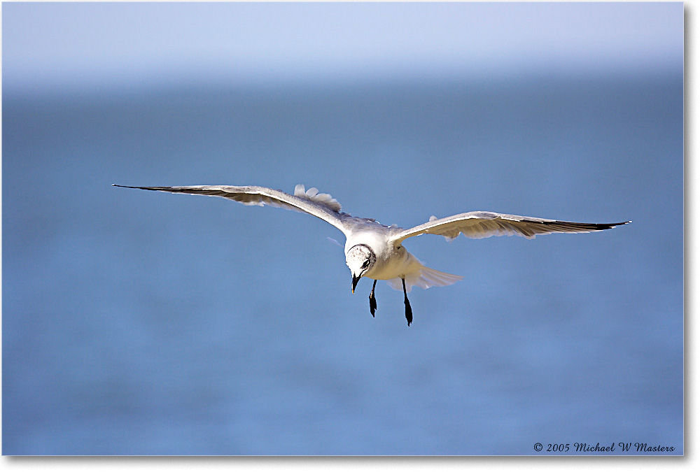 LaughingGull_Chincoteague-wll_2005Oct_Y2F5175 copy