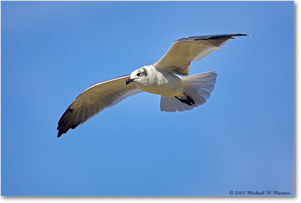 LaughingGull_Chincoteague-wll_2005Oct_Y2F5182 copy