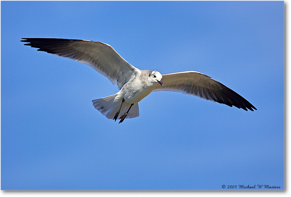 LaughingGull_Chincoteague-wll_2005Oct_Y2F5334 copy