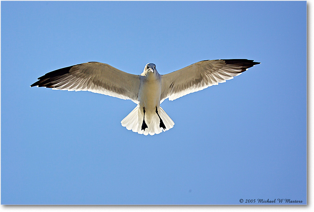 LaughingGull_Chincoteague-wll_2005Oct_Y2F6132 copy