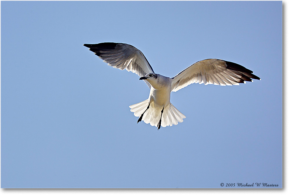 LaughingGull_Chincoteague-wll_2005Oct_Y2F6142 copy