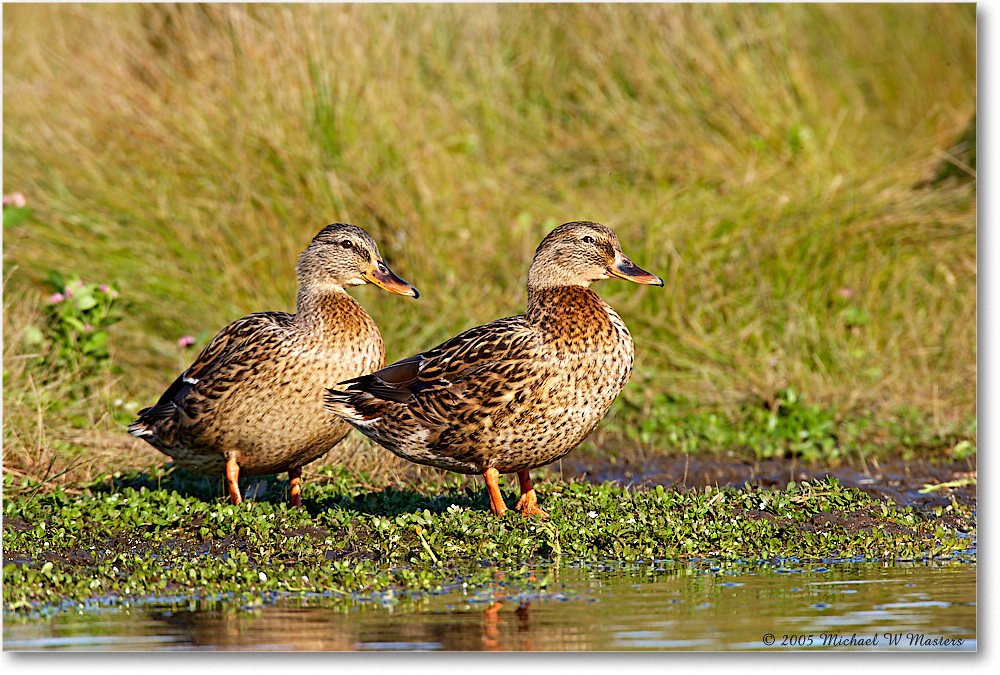 MallardFemales_ChincoNWR-wll_2005Oct_E0K4698 copy
