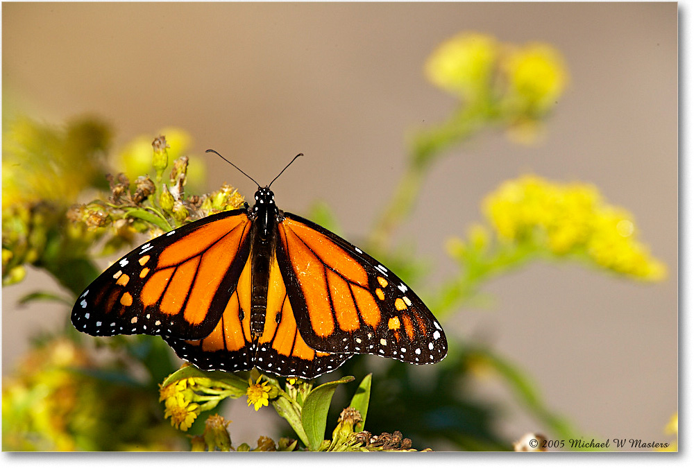 MonarchButterfly_ChincoNWR_2005Oct_E0K4438 copy
