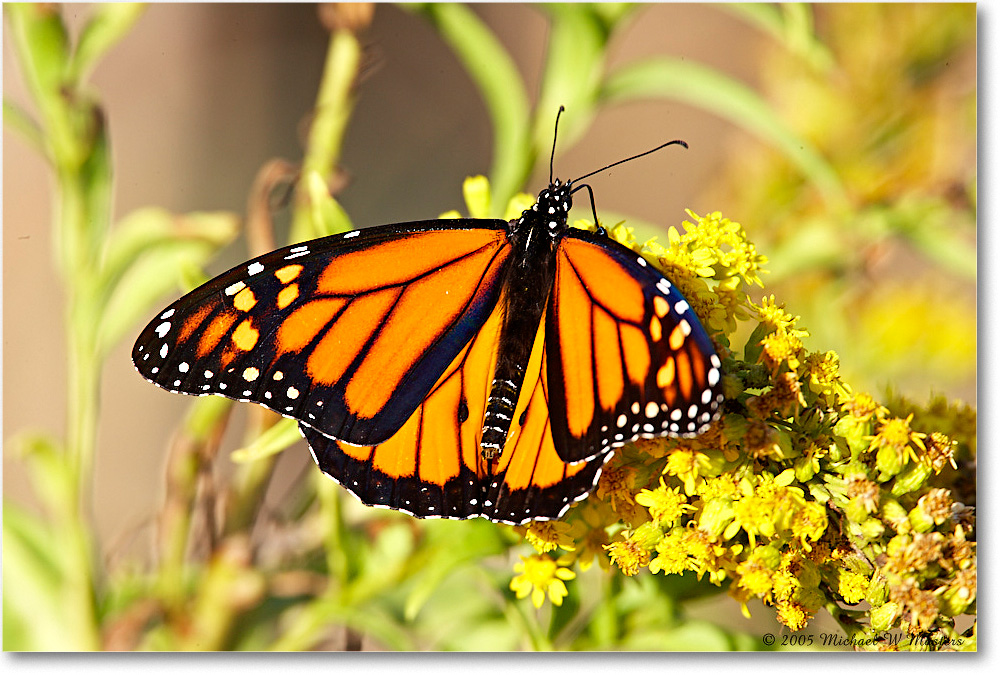MonarchButterfly_ChincoNWR_2005Oct_E0K4447 copy
