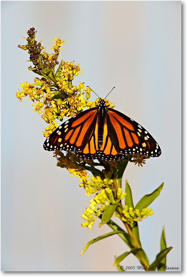 MonarchButterfly_ChincoNWR_2005Oct_E0K4466 copy
