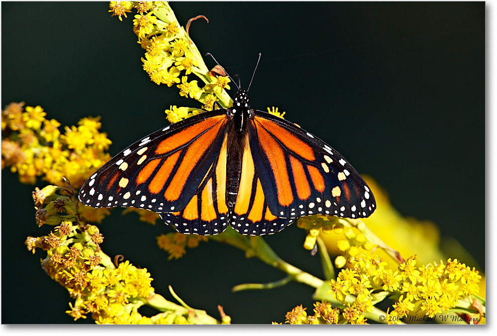 MonarchButterfly_ChincoNWR_2005Oct_E0K4470 copy