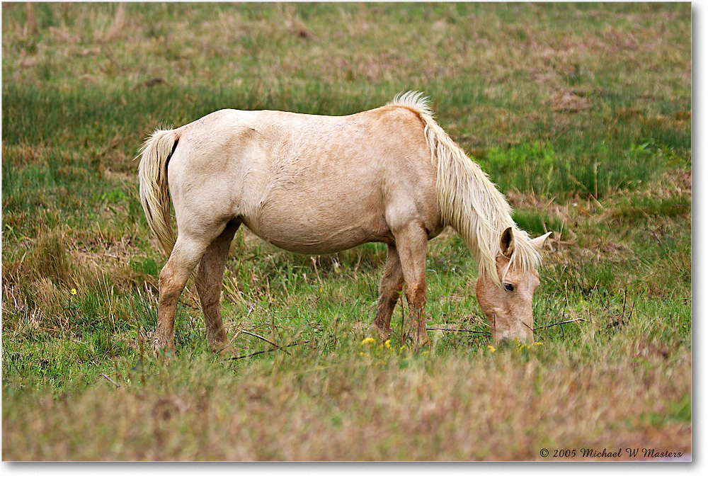 Pony_ChincoNWR-wll_2005Oct_Y2F6212 copy