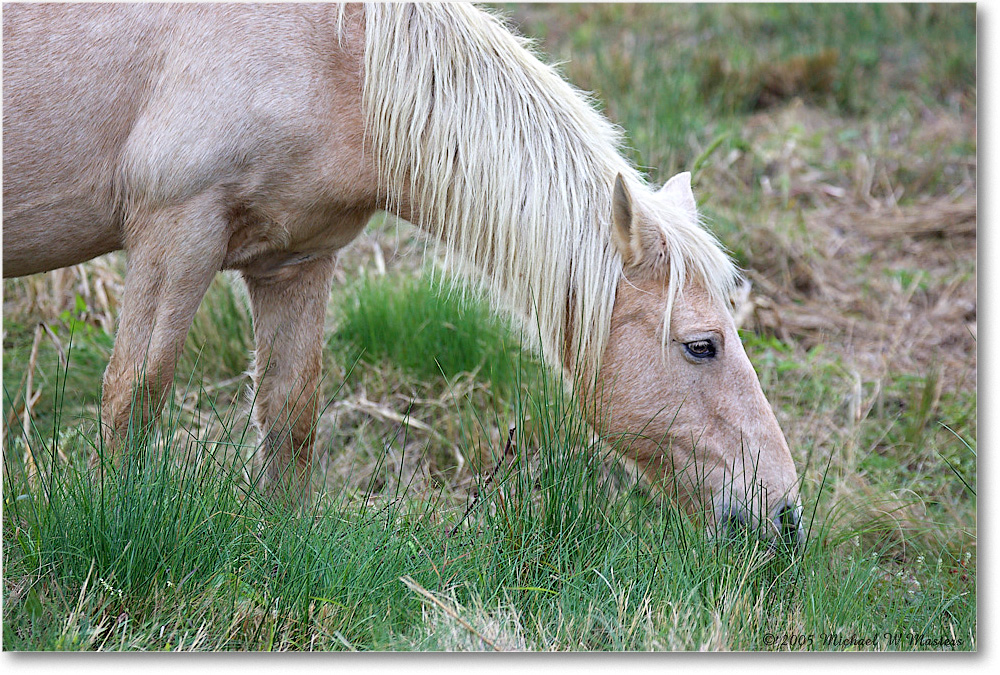 Pony_ChincoNWR-wll_2005Oct_Y2F6219 copy