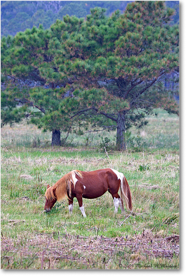 Pony_ChincoNWR-wll_2005Oct_Y2F6224 copy