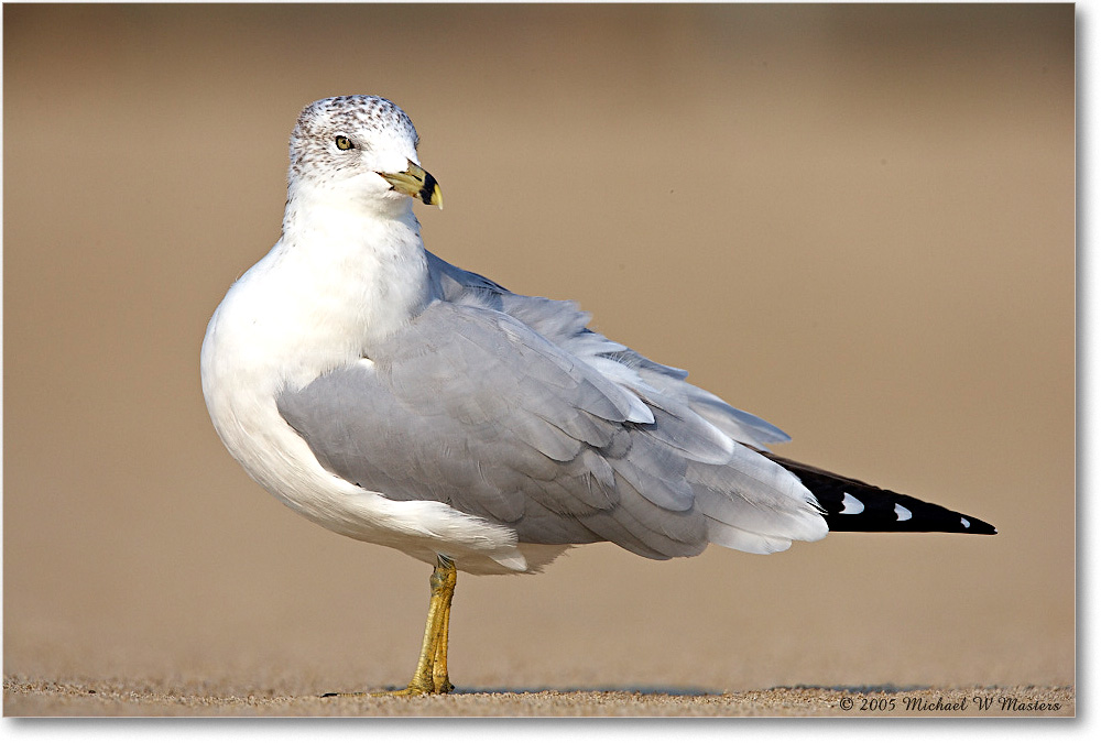 RingbillGull_Assateague_2005Oct_E0K4846 copy
