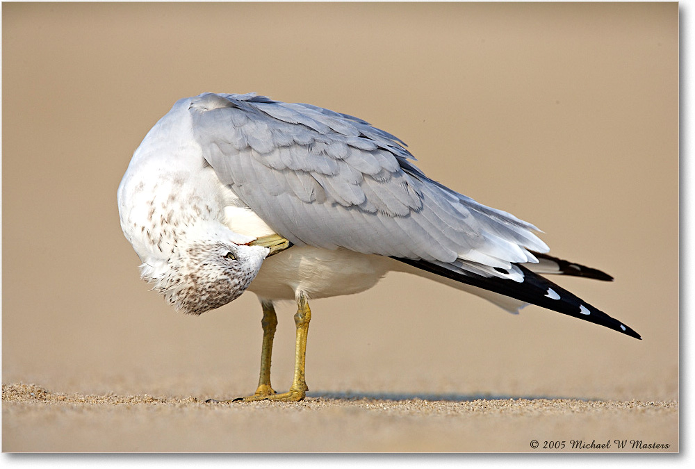 RingbillGull_Assateague_2005Oct_E0K4852 copy