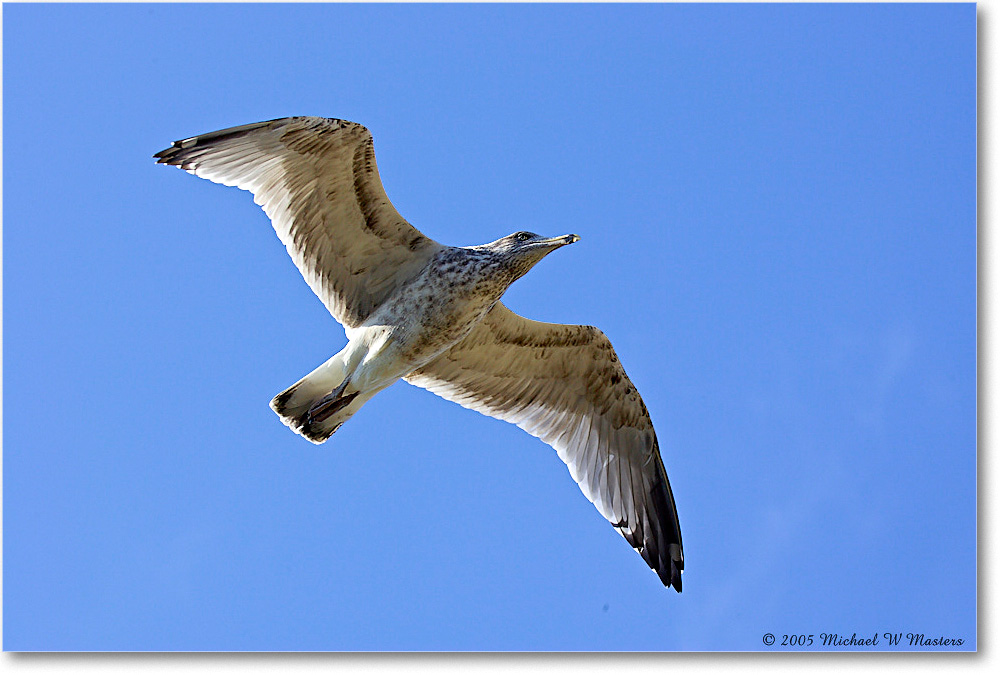 RingbillGull_ChincoNWR-wll_2005Oct_Y2F5691 copy