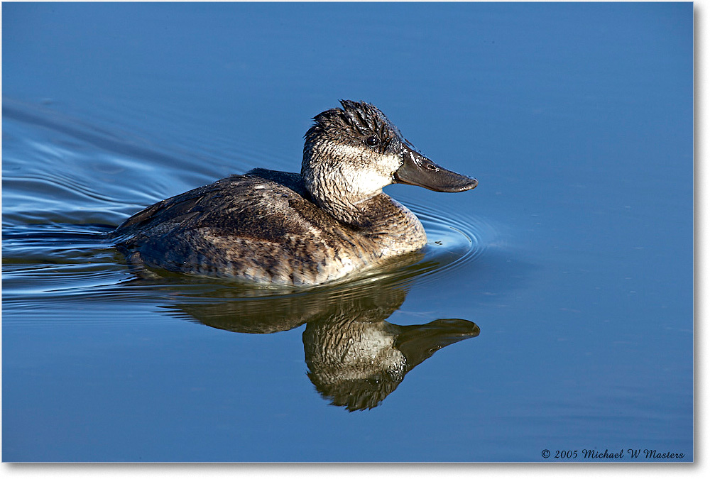 RuddyDuck_ChincoNWR-wll_2005Oct_E0K4502 copy