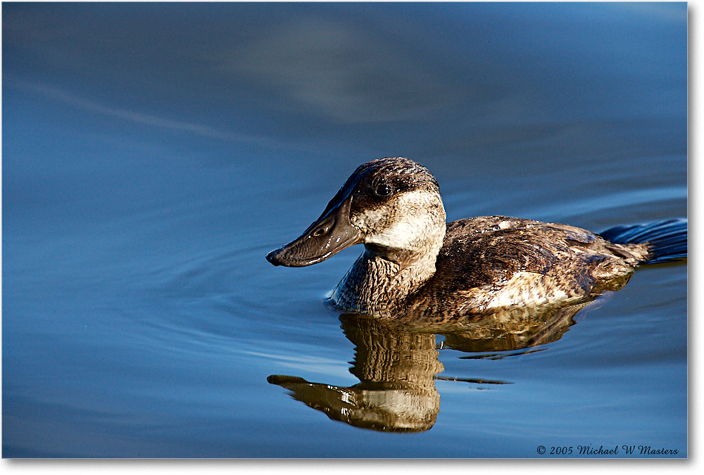 RuddyDuck_ChincoNWR-wll_2005Oct_E0K4611 copy