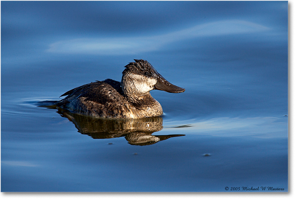 RuddyDuck_ChincoNWR-wll_2005Oct_E0K4614 copy