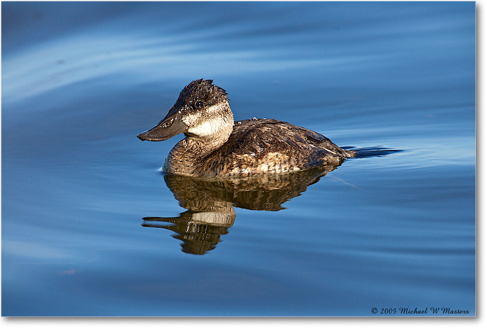 RuddyDuck_ChincoNWR-wll_2005Oct_E0K4617 copy