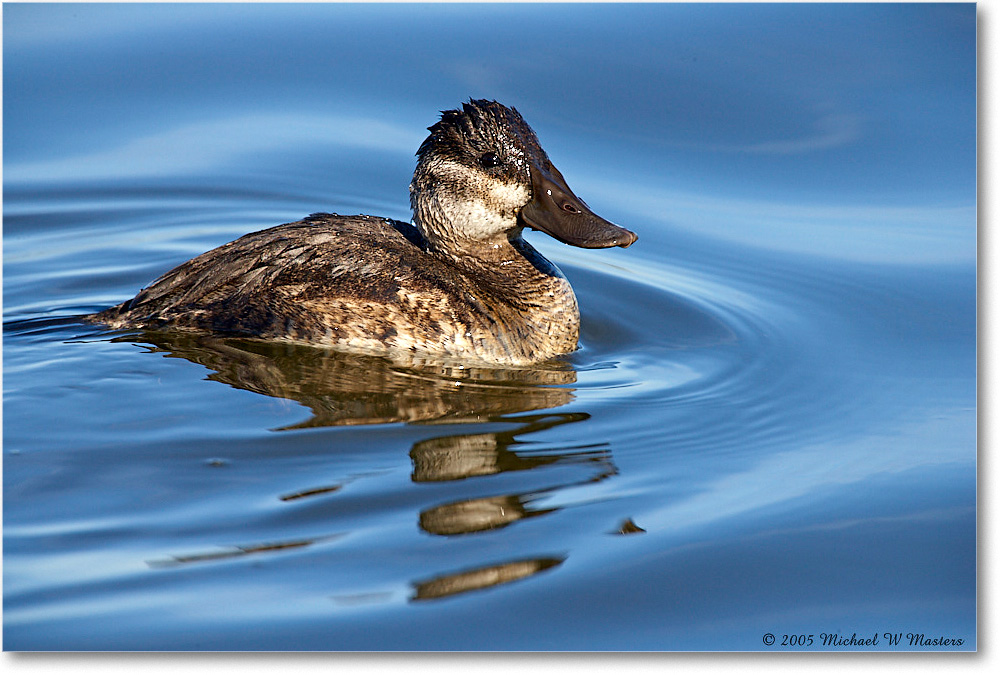 RuddyDuck_ChincoNWR-wll_2005Oct_E0K4647 copy