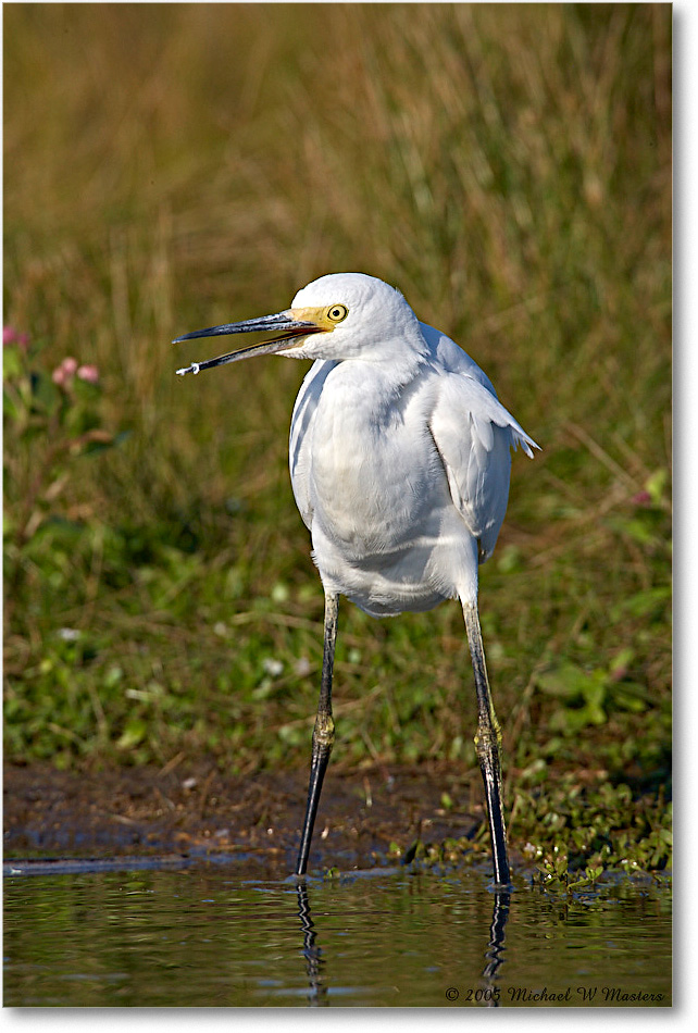 SnowyEgret_ChincoNWR-wll_2005Oct_E0K4722 copy