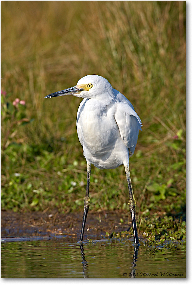 SnowyEgret_ChincoNWR-wll_2005Oct_E0K4723 copy
