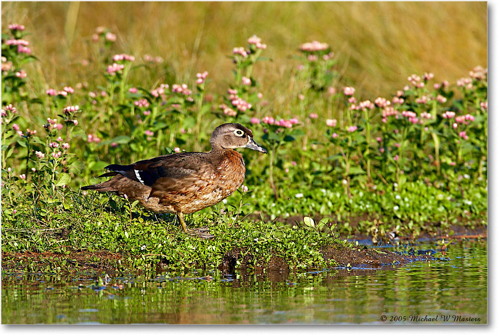 WoodDuckFemale_ChincoNWR-wll_2005Oct_E0K4704 copy