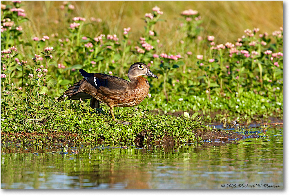 WoodDuckFemale_ChincoNWR-wll_2005Oct_E0K4708 copy