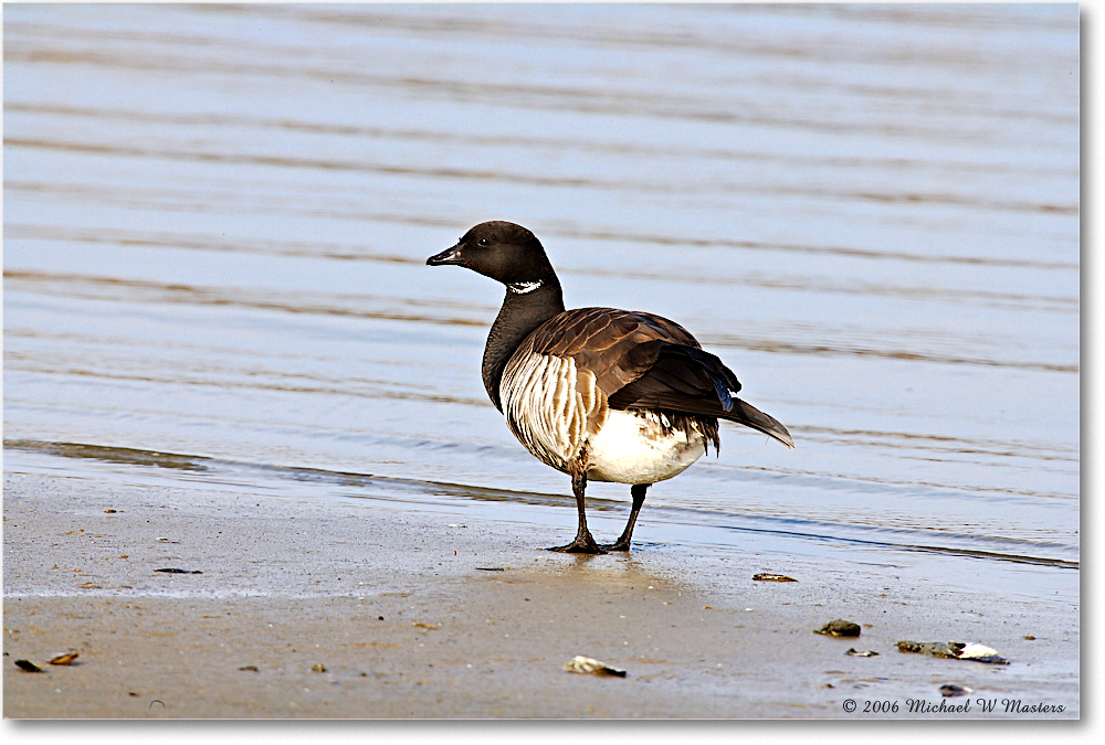 Brant_ChincoNWR_2006Mar_E0K7792 copy