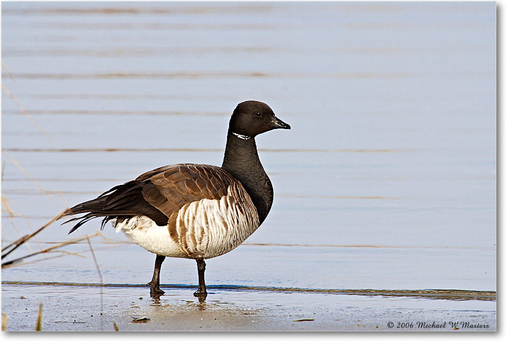 Brant_ChincoNWR_2006Mar_E0K7803 copy