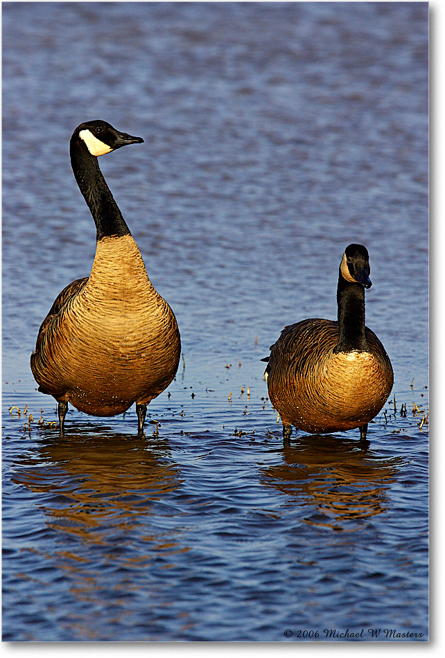 CanadaGeese_ChincoNWR-wll_2006Mar_Y2F7730 copy