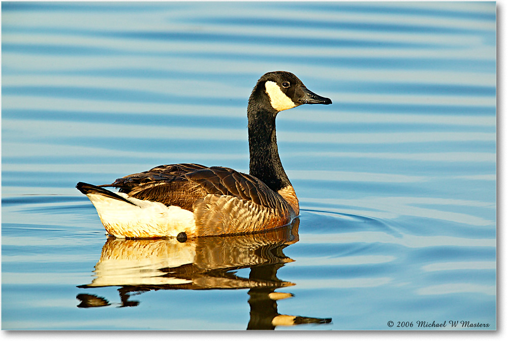 CanadaGoose_ChincoNWR-wll_2006Mar1FFT8285 copy