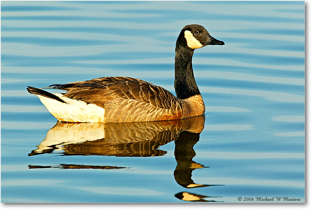 CanadaGoose_ChincoNWR-wll_2006Mar1FFT8288 copy