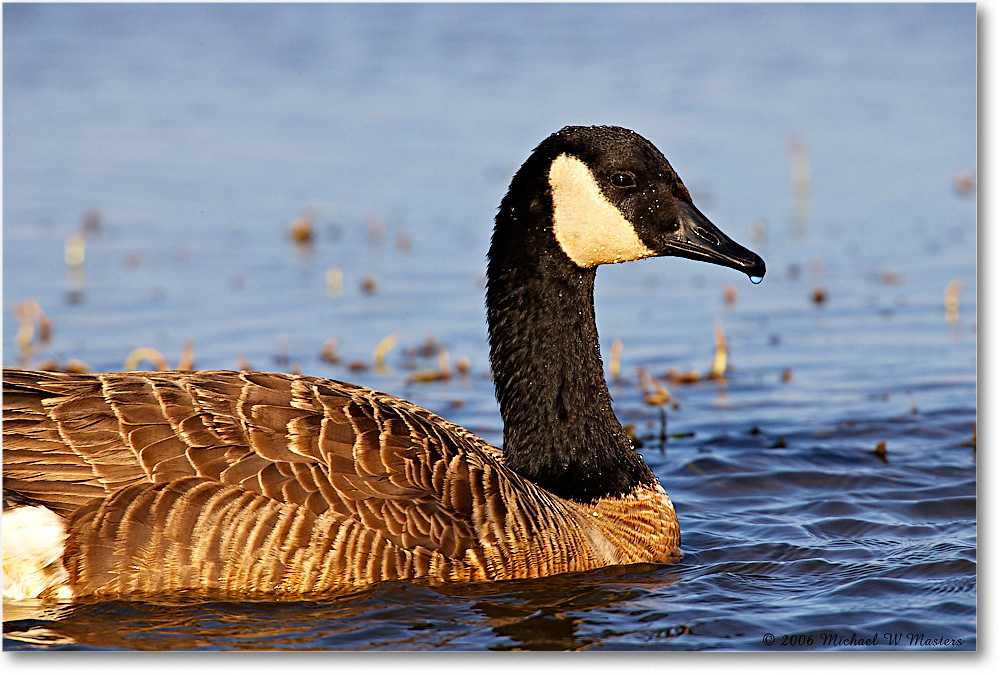 CanadaGoose_ChincoNWR-wll_2006Mar_E0K7215 copy