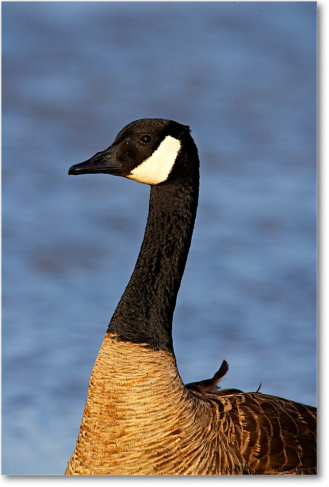 CanadaGoose_ChincoNWR-wll_2006Mar_E0K7224 copy