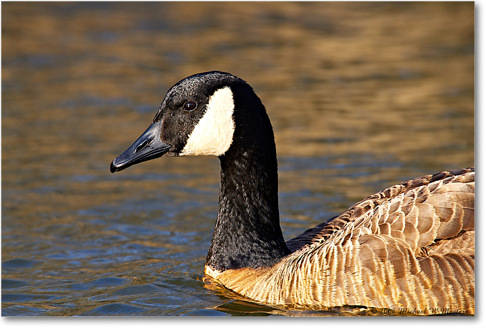 CanadaGoose_ChincoNWR-wll_2006Mar_E0K7230 copy