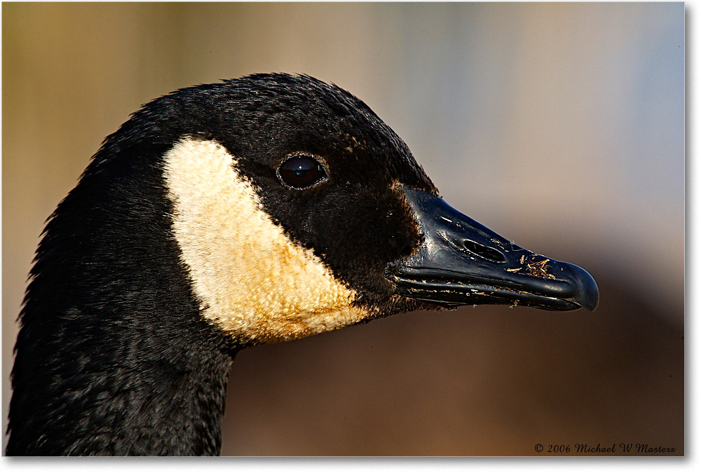 CanadaGoose_ChincoNWR-wll_2006Mar_E0K7921 copy
