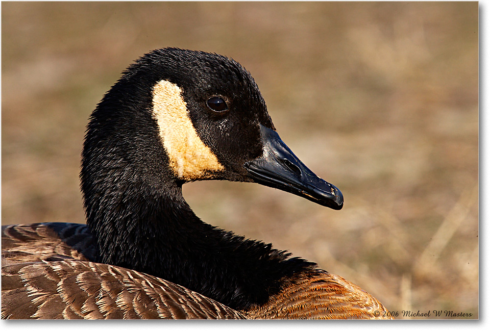 CanadaGoose_ChincoNWR-wll_2006Mar_E0K7937 copy