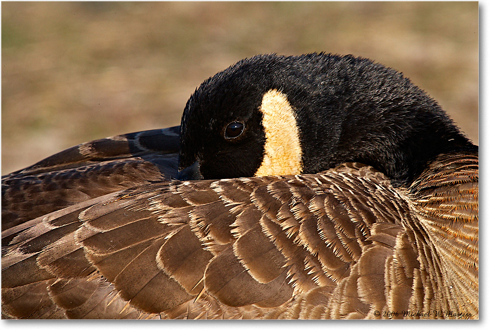 CanadaGoose_ChincoNWR-wll_2006Mar_E0K7942 copy