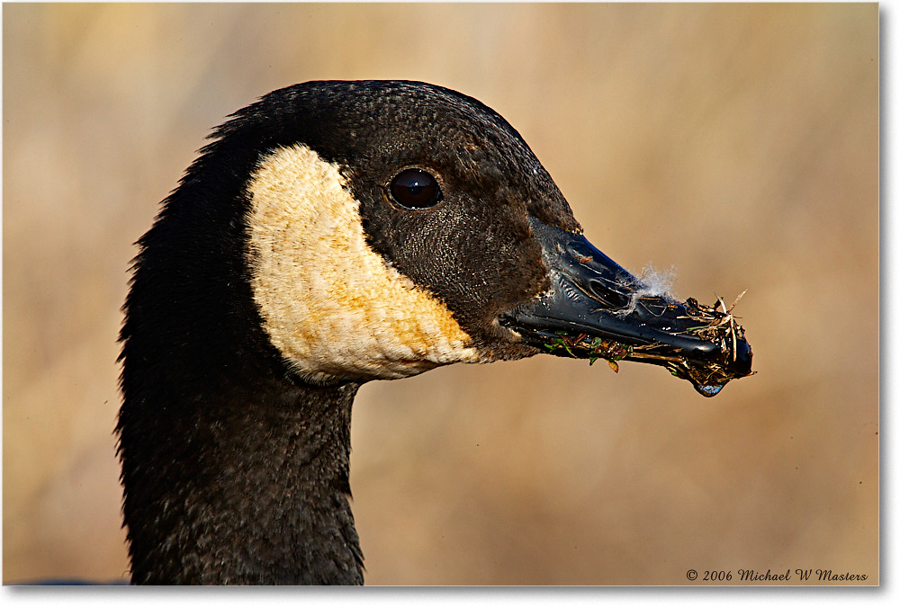 CanadaGoose_ChincoNWR-wll_2006Mar_E0K7950 copy