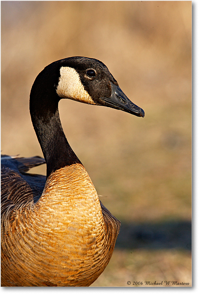 CanadaGoose_ChincoNWR-wll_2006Mar_E0K7963 copy