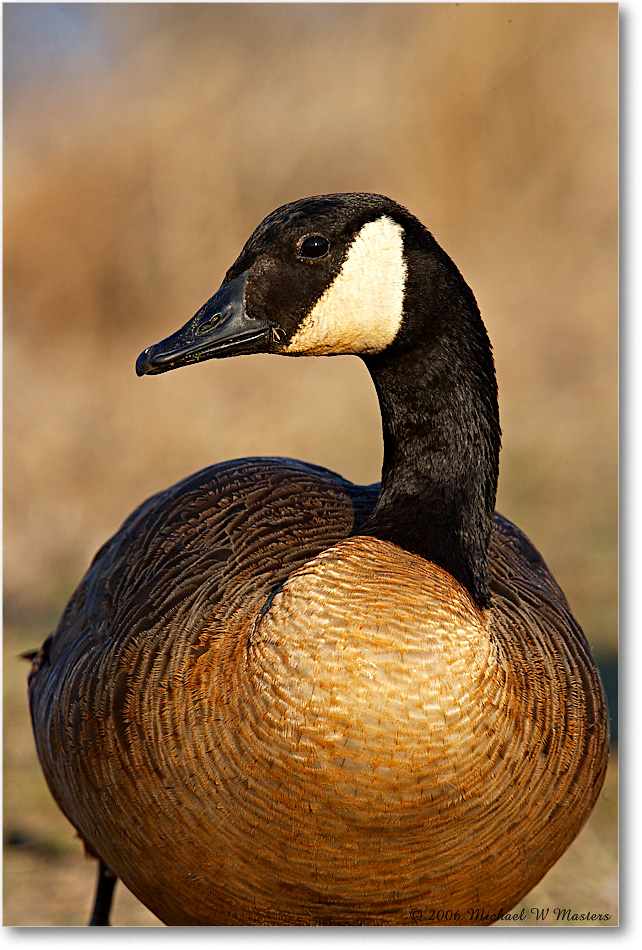 CanadaGoose_ChincoNWR-wll_2006Mar_E0K7967 copy