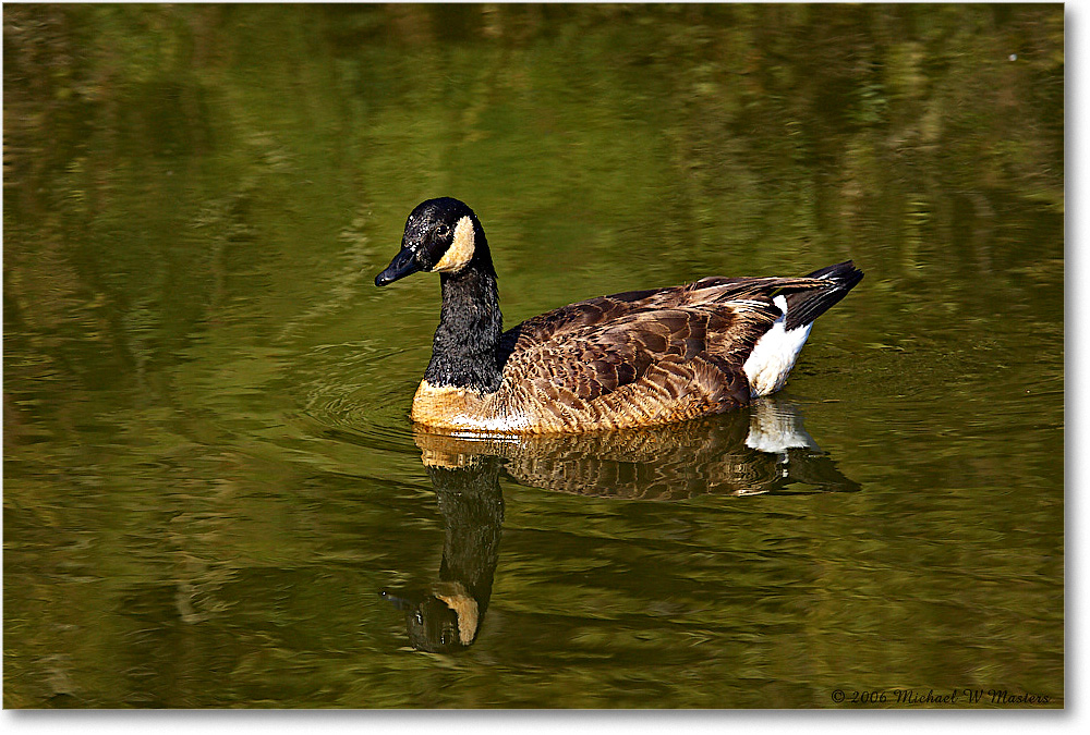 CanadaGoose_ChincoNWR-wll_2006Mar_Y2F7782 copy