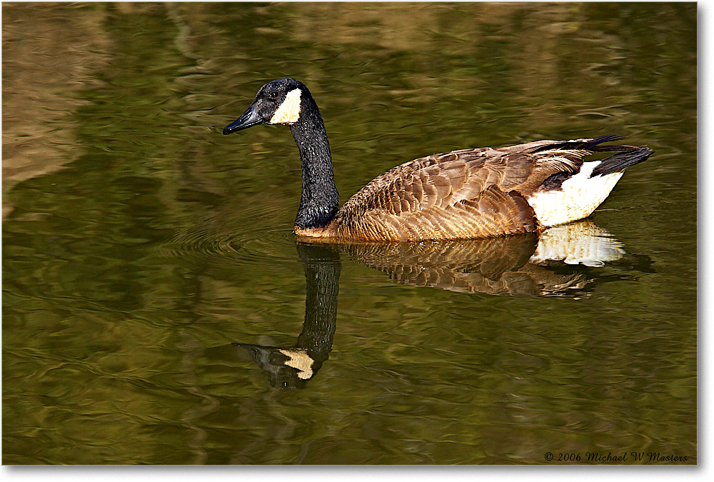 CanadaGoose_ChincoNWR-wll_2006Mar_Y2F7795 copy