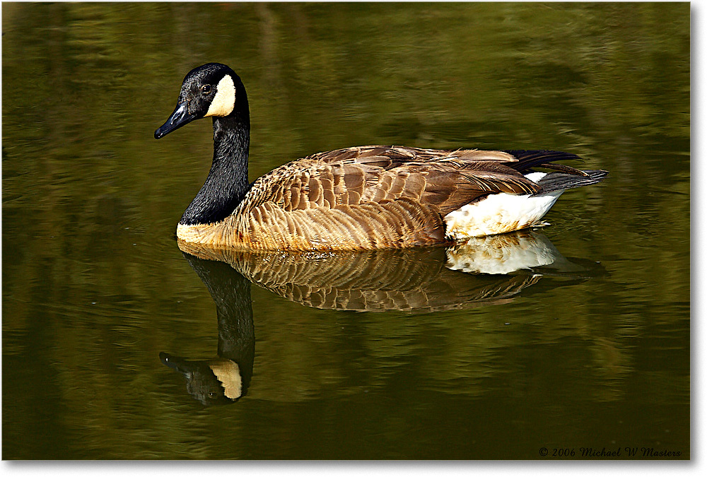 CanadaGoose_ChincoNWR-wll_2006Mar_Y2F7801 copy