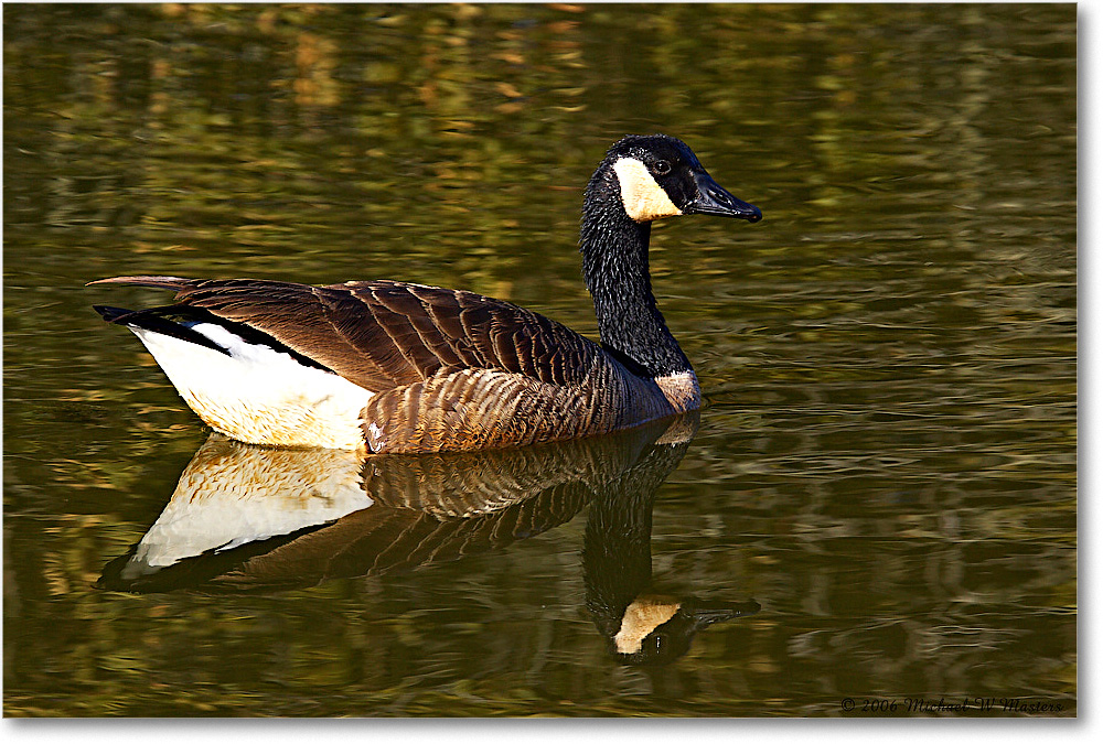 CanadaGoose_ChincoNWR-wll_2006Mar_Y2F7810 copy