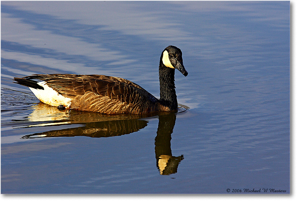 CanadaGoose_ChincoNWR-wll_2006Mar_Y2F7834 copy