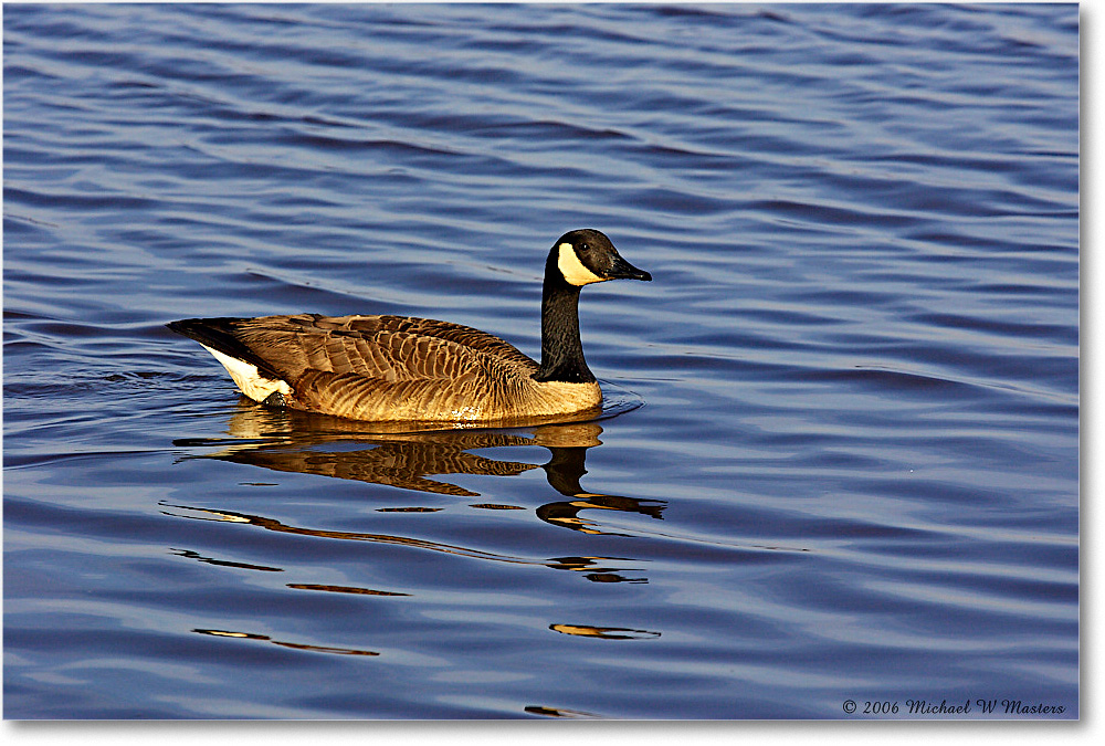 CanadaGoose_ChincoNWR-wll_2006Mar_Y2F7852 copy